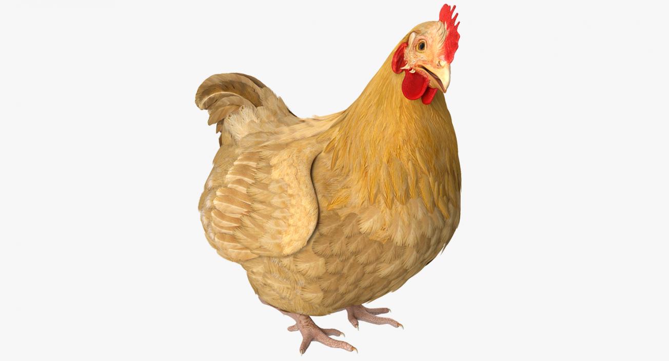 Chicken Rigged 3D model