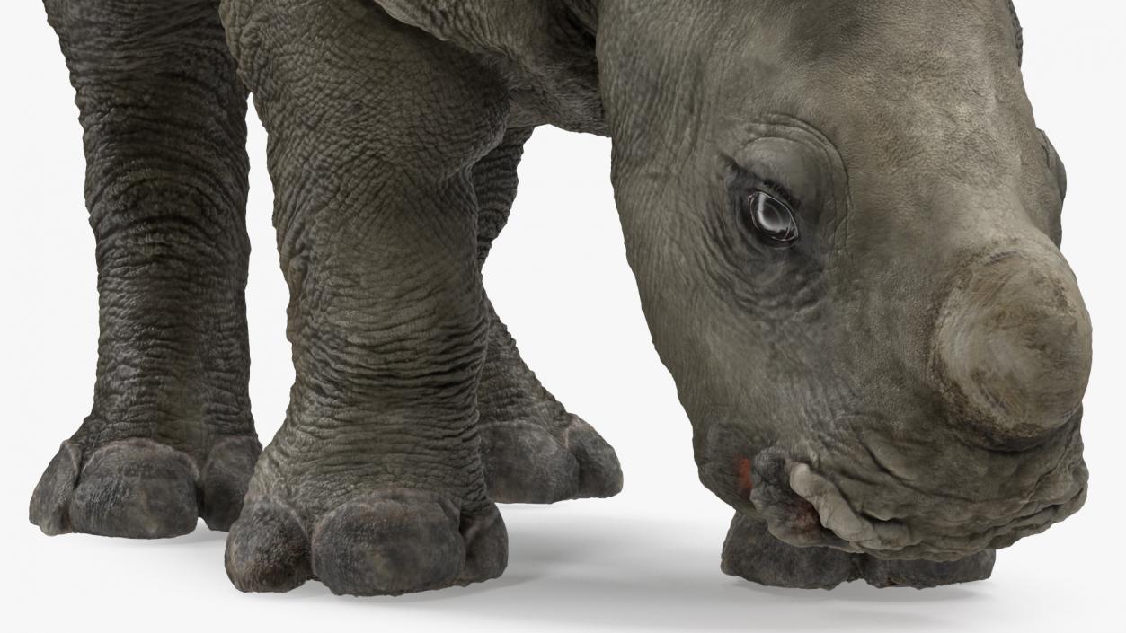 Baby Rhino Drinking Pose 3D model