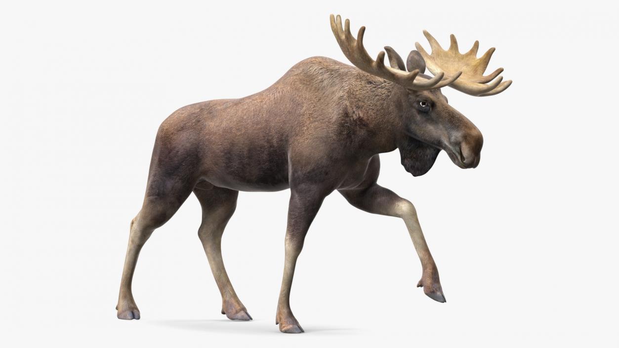 3D Elk No Fur Rigged for Maya