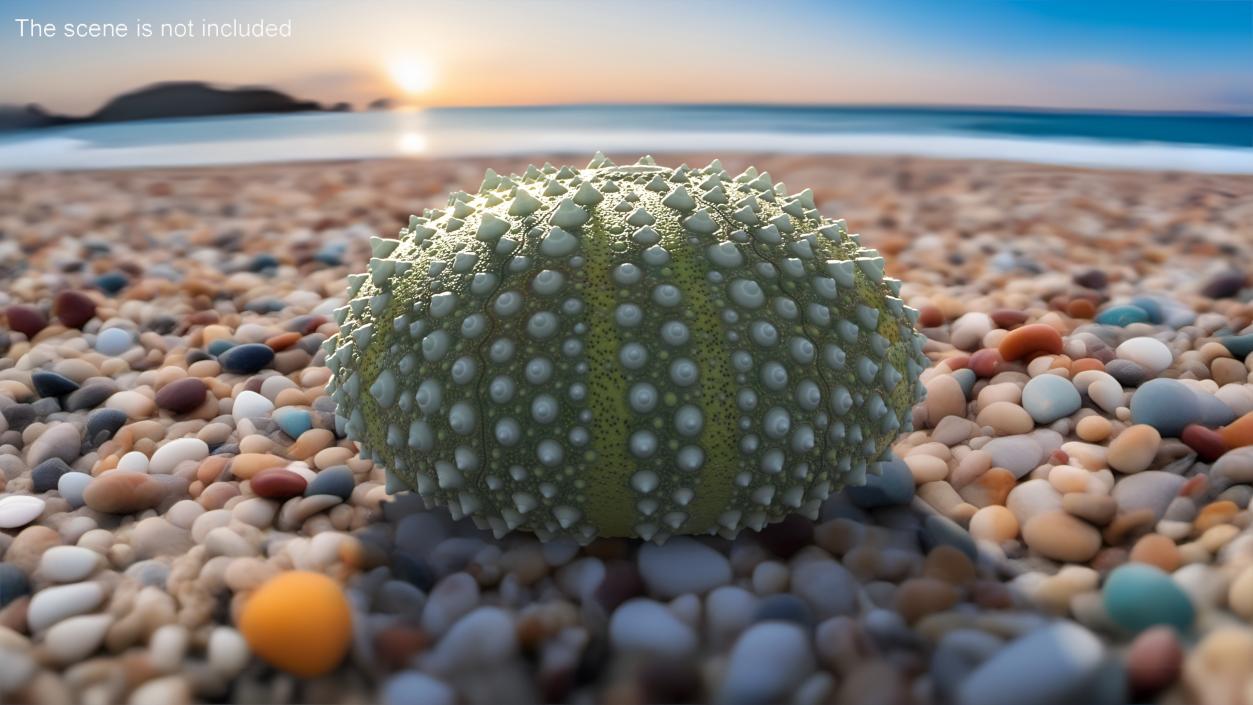 Scottish Sea Urchin Seashell Green 3D model