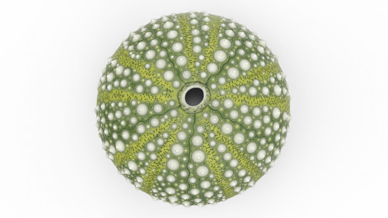 Scottish Sea Urchin Seashell Green 3D model