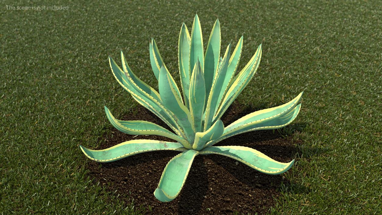 Agave Americana Century Plant 3D model