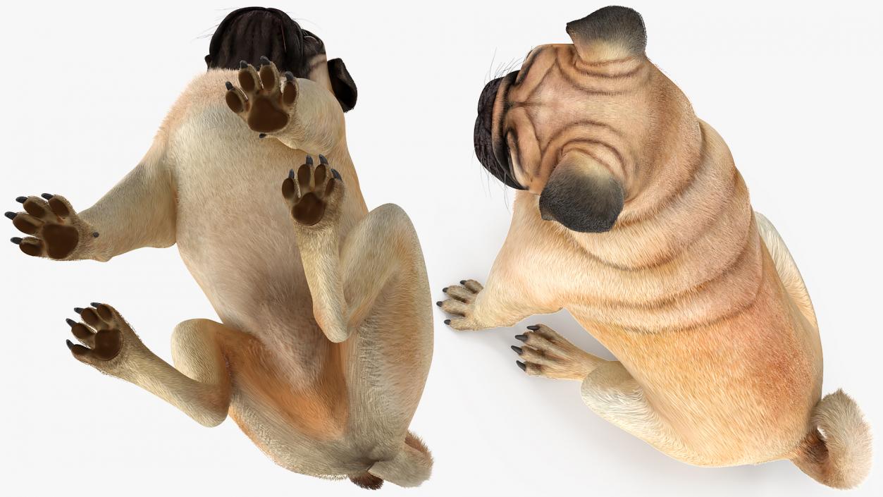 3D Pug Dog Fur Rigged model