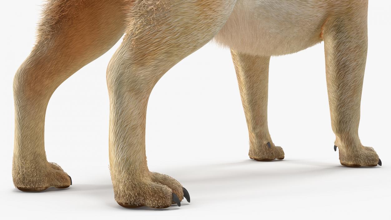 3D Pug Dog Fur Rigged model