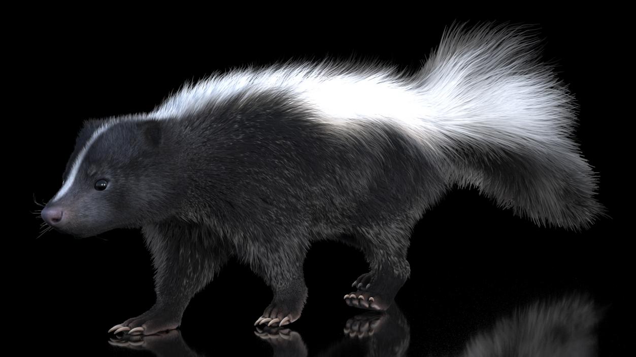 Walk Skunk Fur 3D model