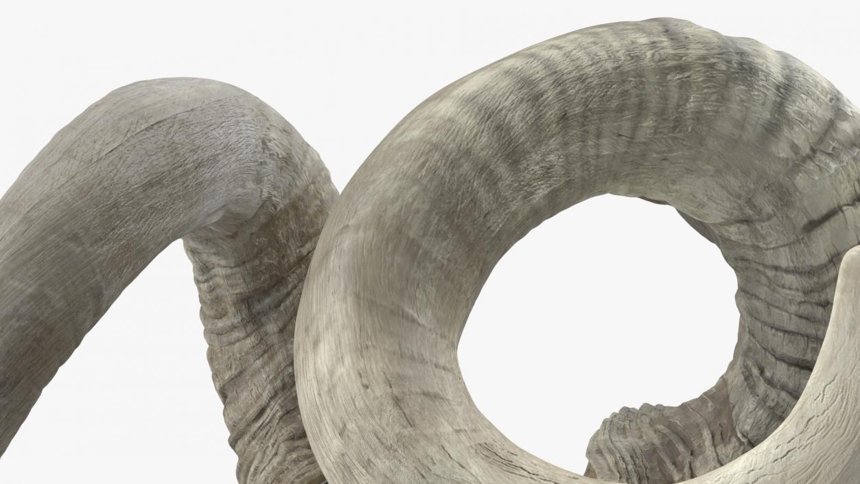 3D Old Ram Horns model