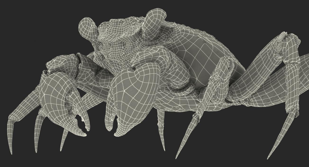 3D Vampire Crab Geosesarma model