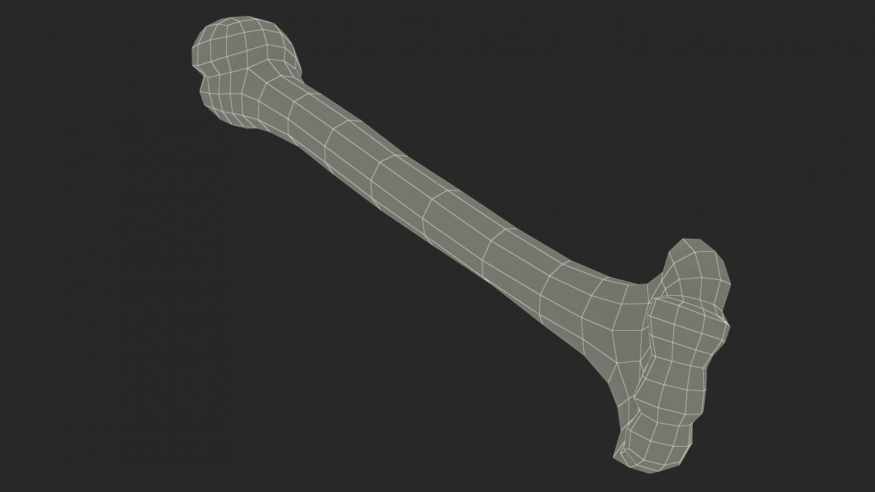 3D model Bone