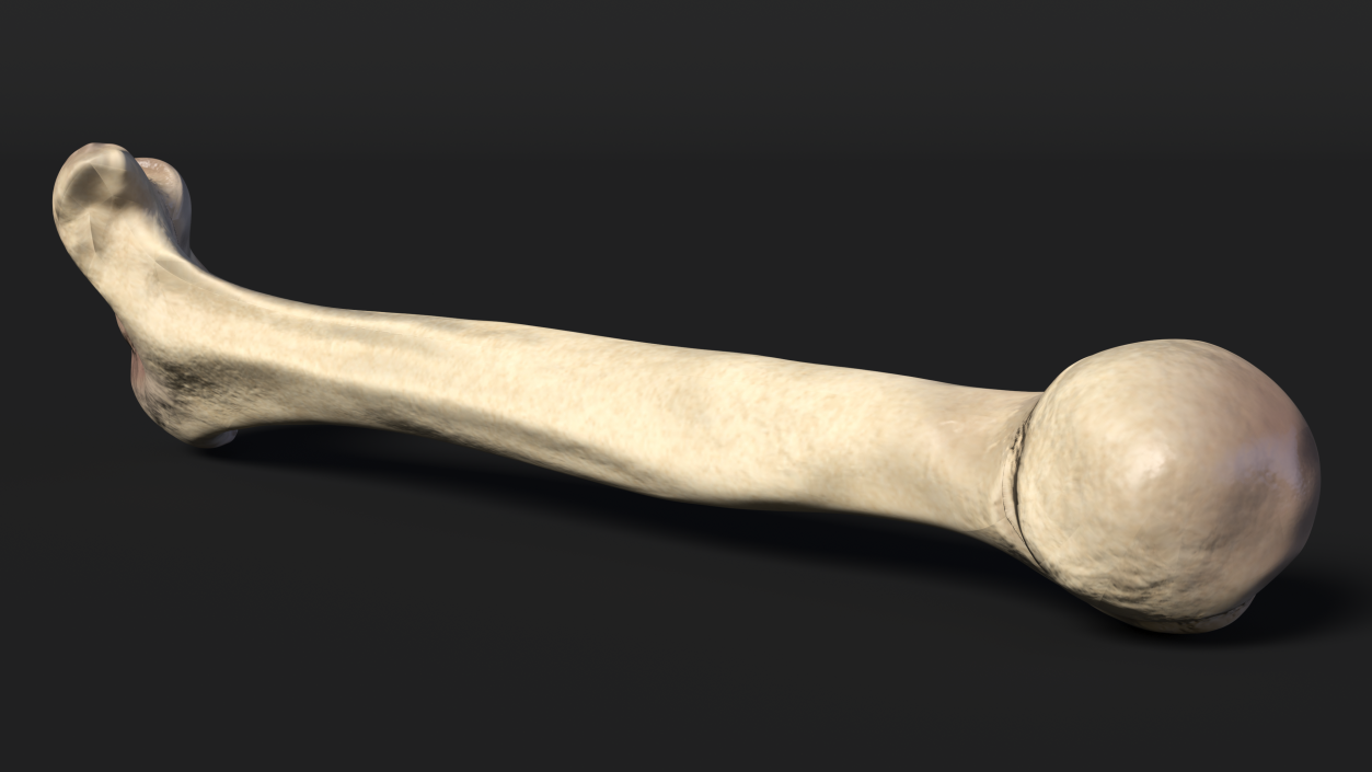 3D model Bone