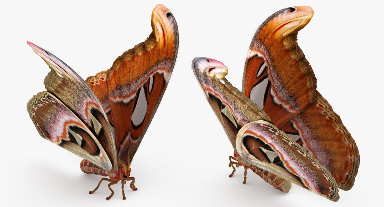Saturniid Moth Attacus Atlas with Fur 3D