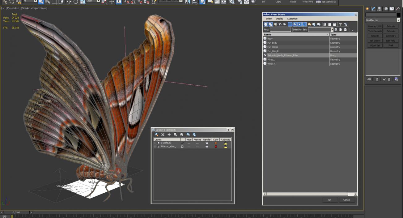 Saturniid Moth Attacus Atlas with Fur 3D