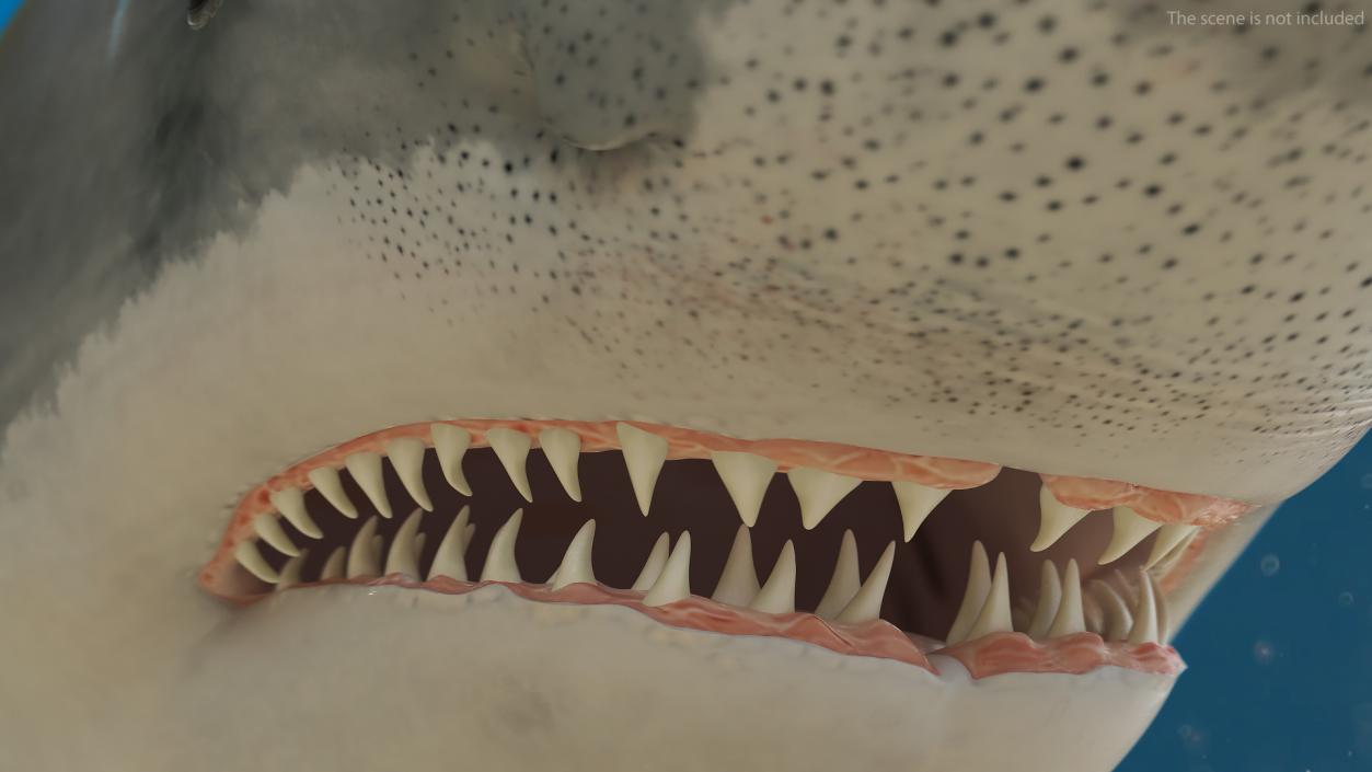 Great White Shark Fish 3D