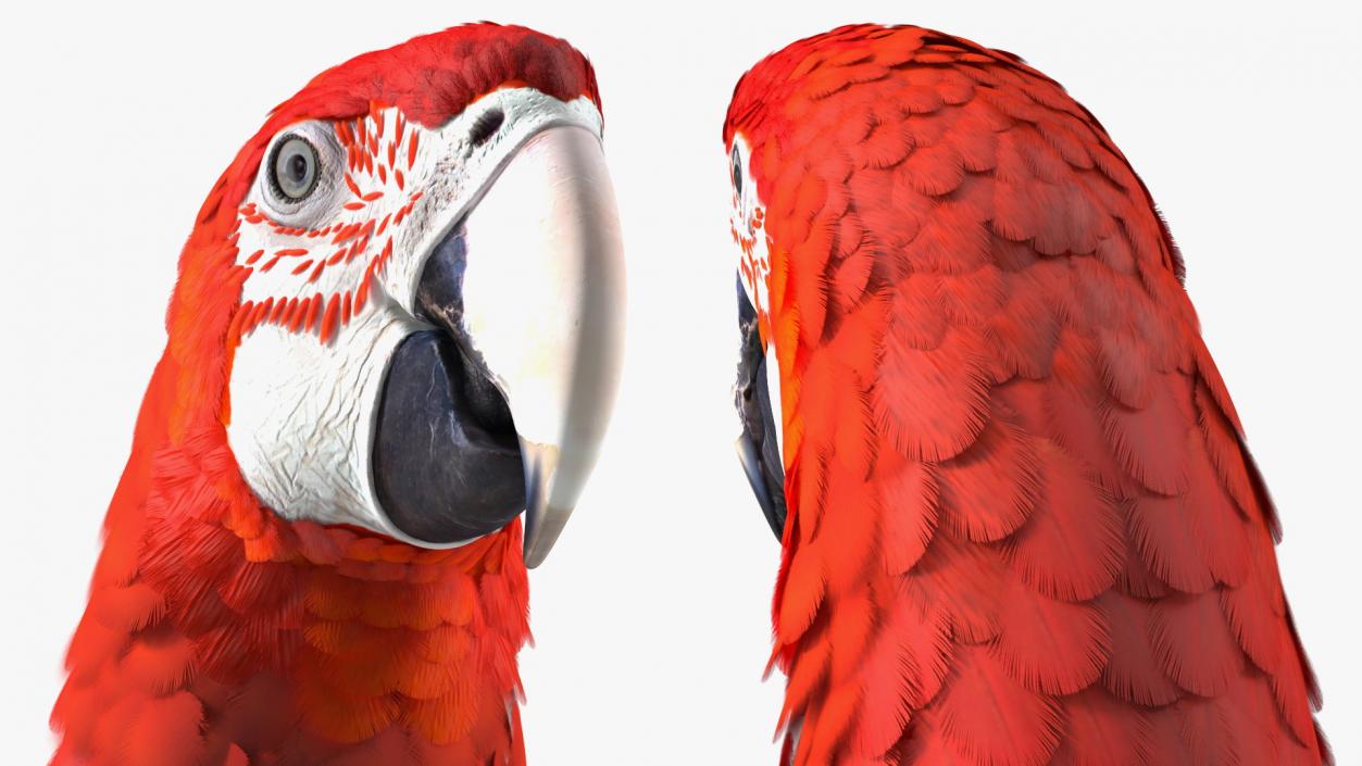 Red and Green Macaw Parrot Neutral Pose 3D model