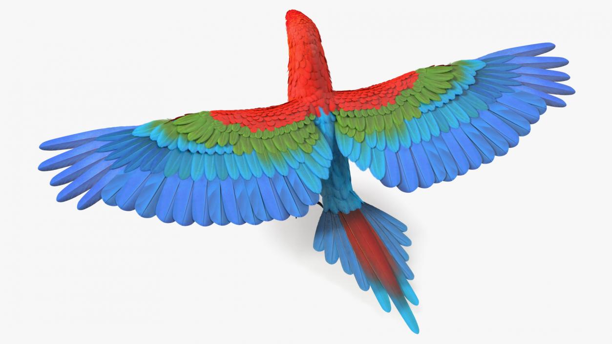 Red and Green Macaw Parrot Neutral Pose 3D model