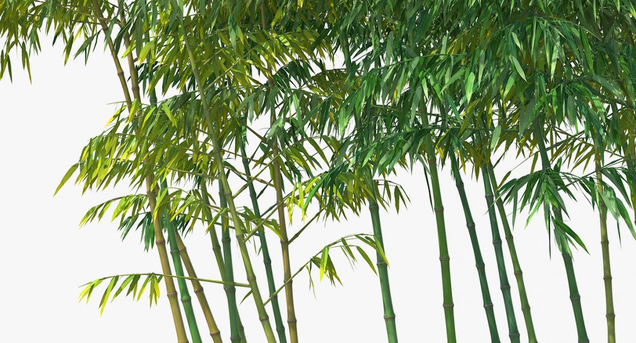 Bamboo Grove 3D