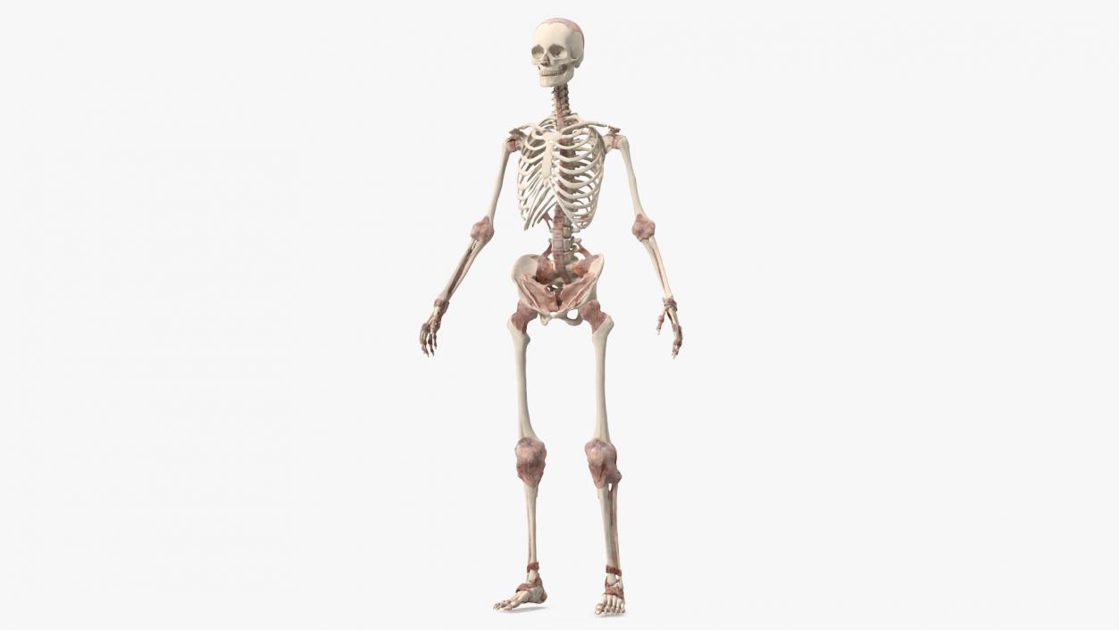 3D model Skeleton with Tissue