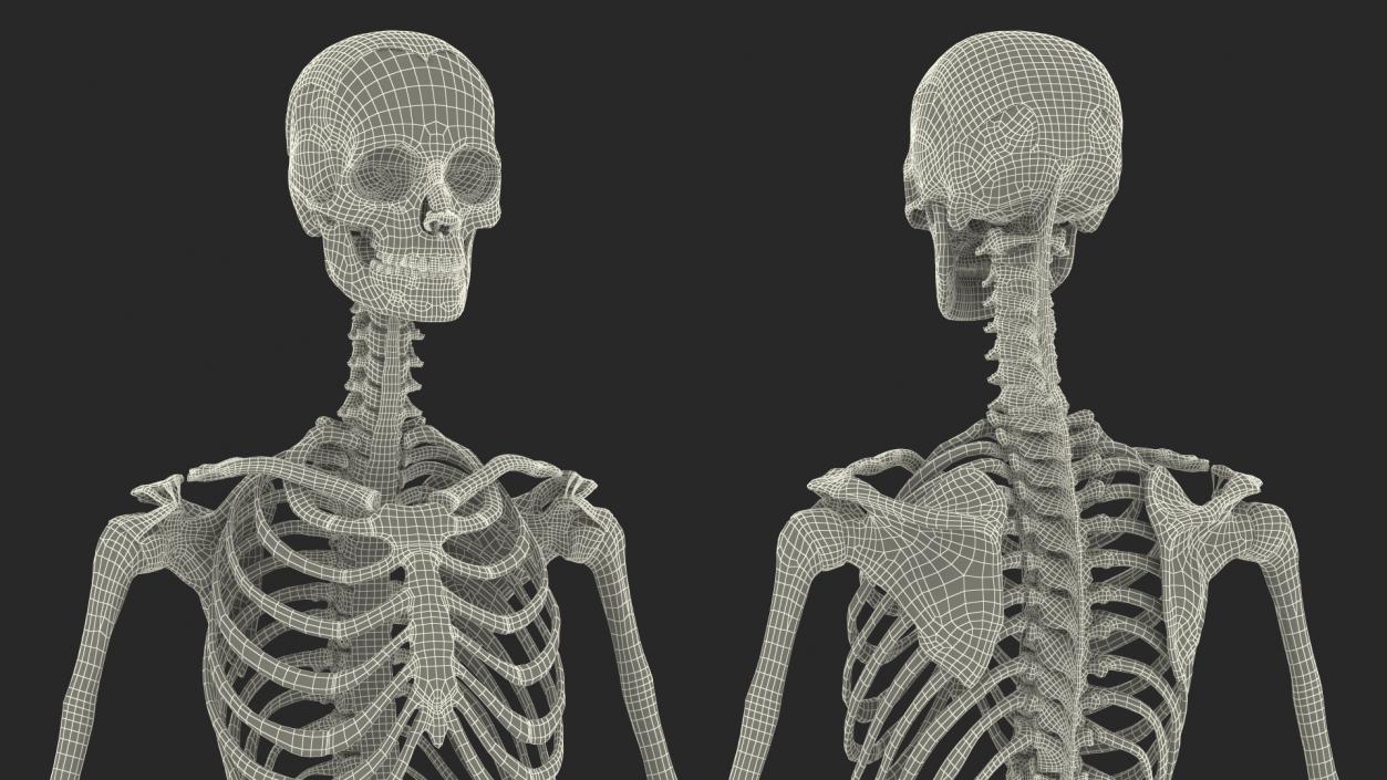 3D model Skeleton with Tissue