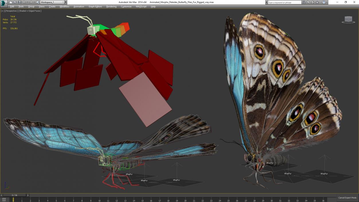 3D Animated Morpho Peleides Butterfly Flies Fur Rigged