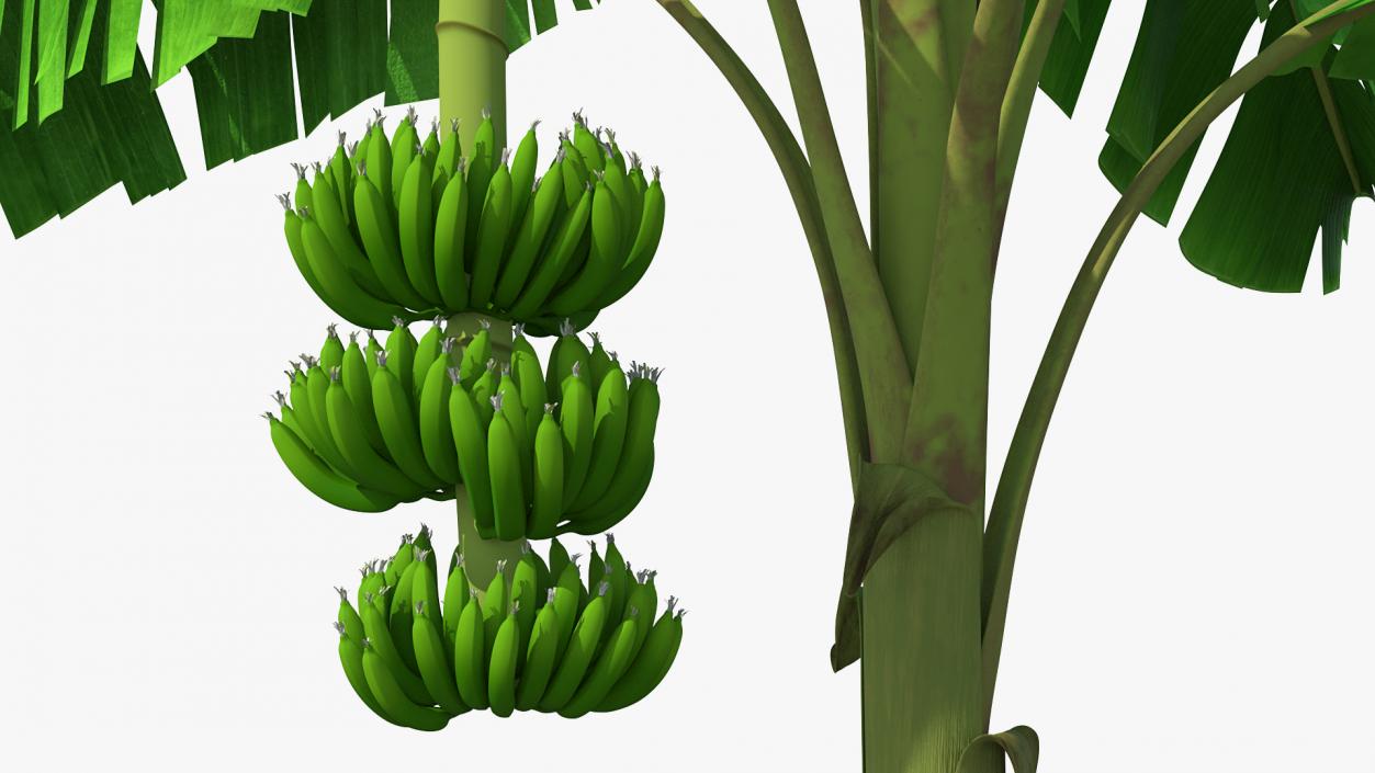 Banana Tree with Green Banana Cluster 3D
