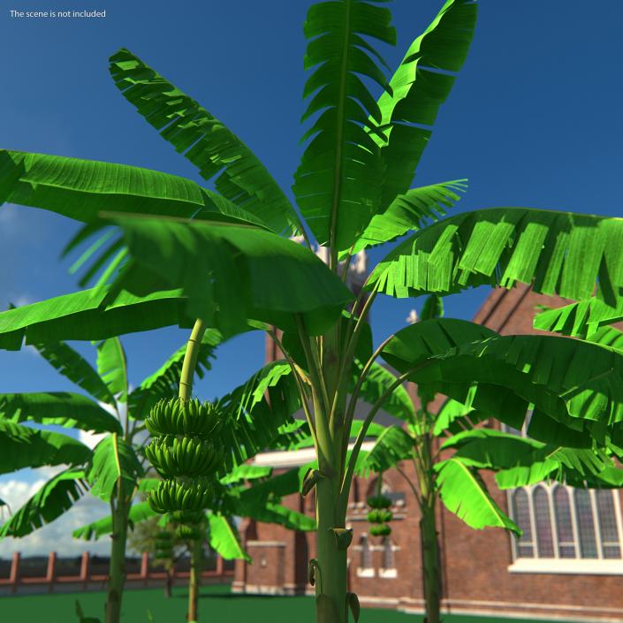 Banana Tree with Green Banana Cluster 3D