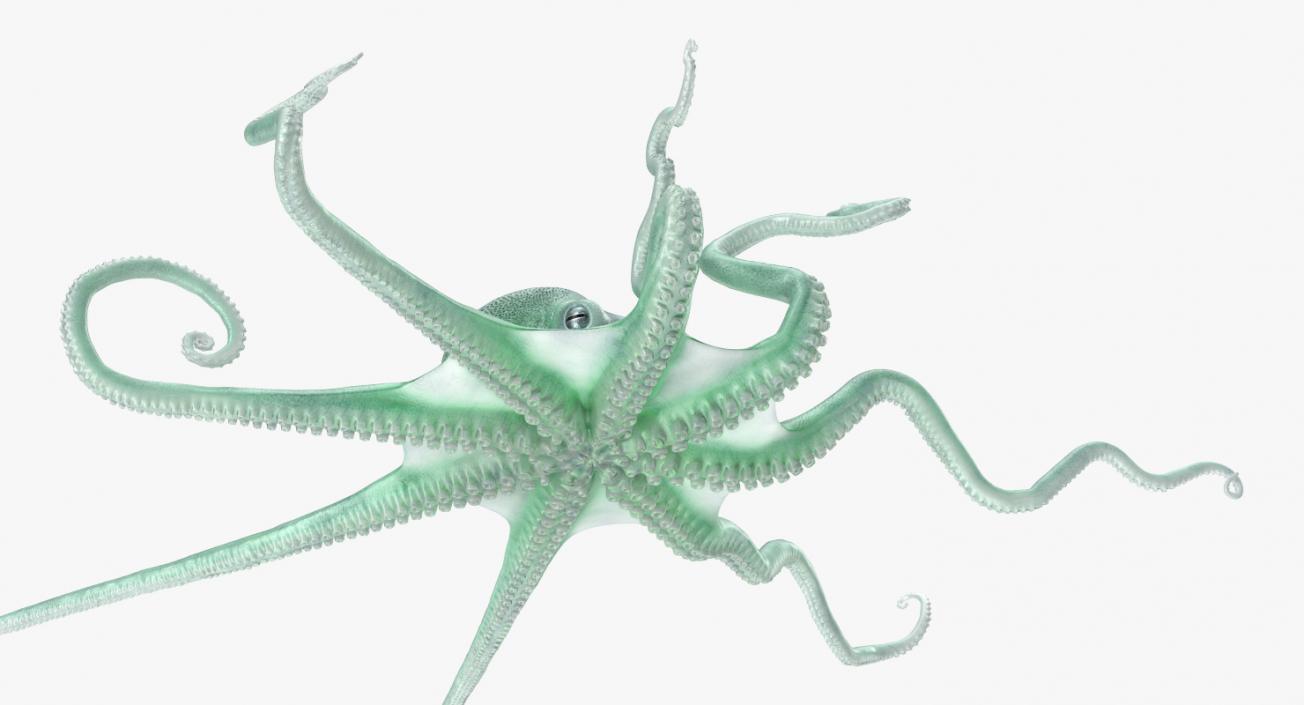 3D Large Blue Octopus model