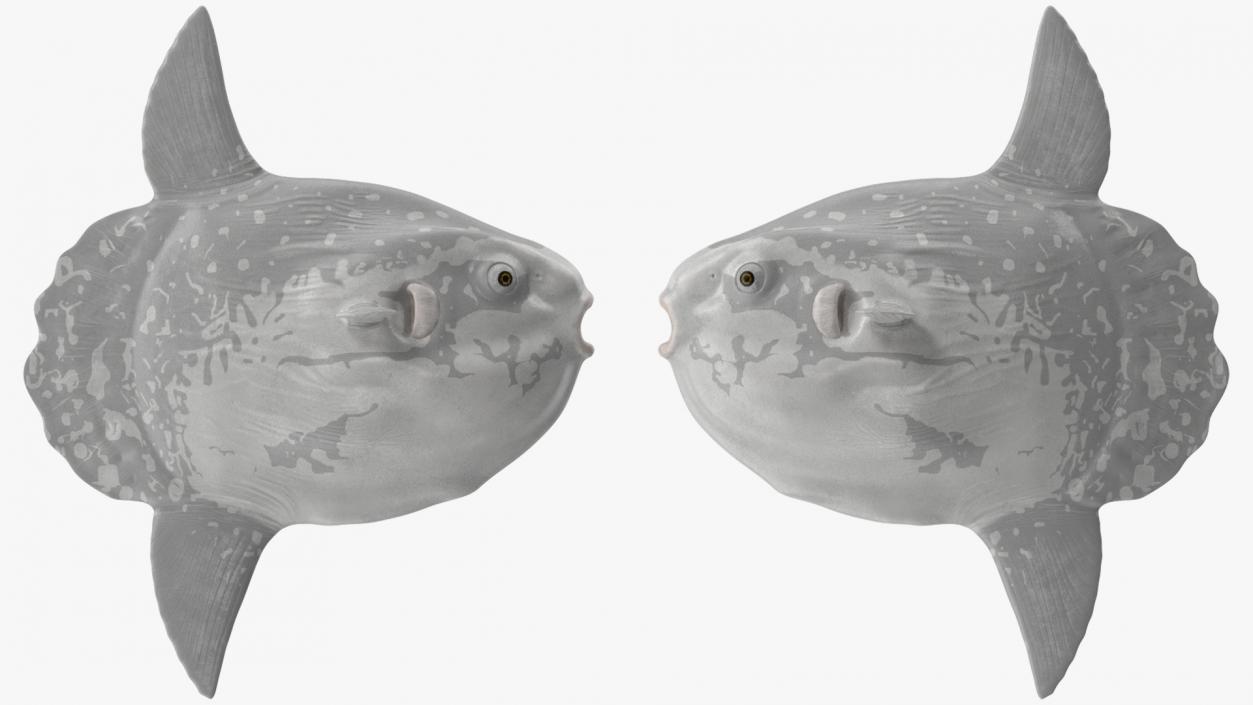 3D Mola Mola Ocean Sunfish model