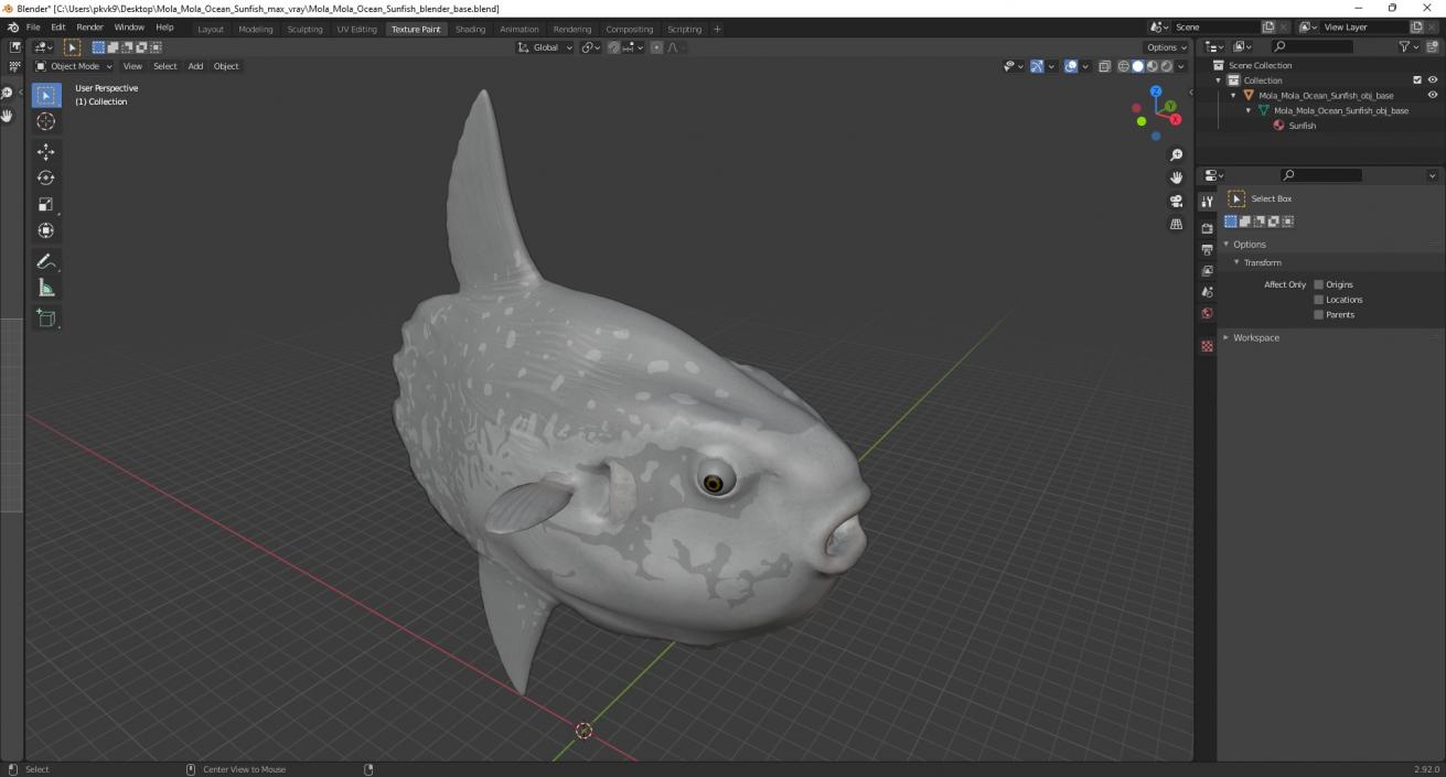 3D Mola Mola Ocean Sunfish model