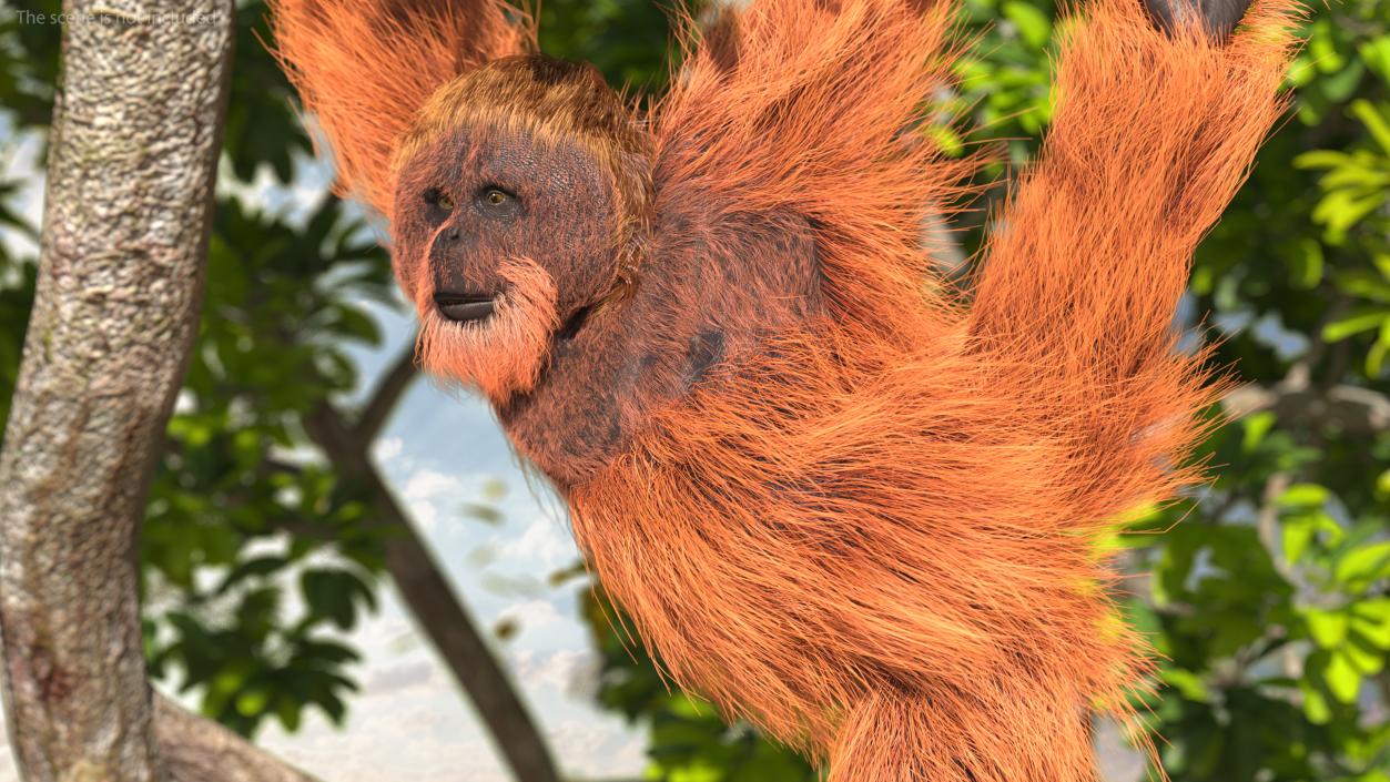 3D Orangutan Hanging on Branch Fur