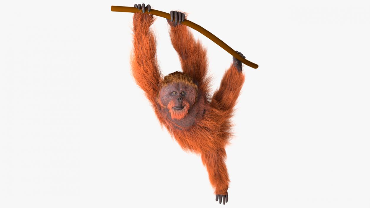 3D Orangutan Hanging on Branch Fur