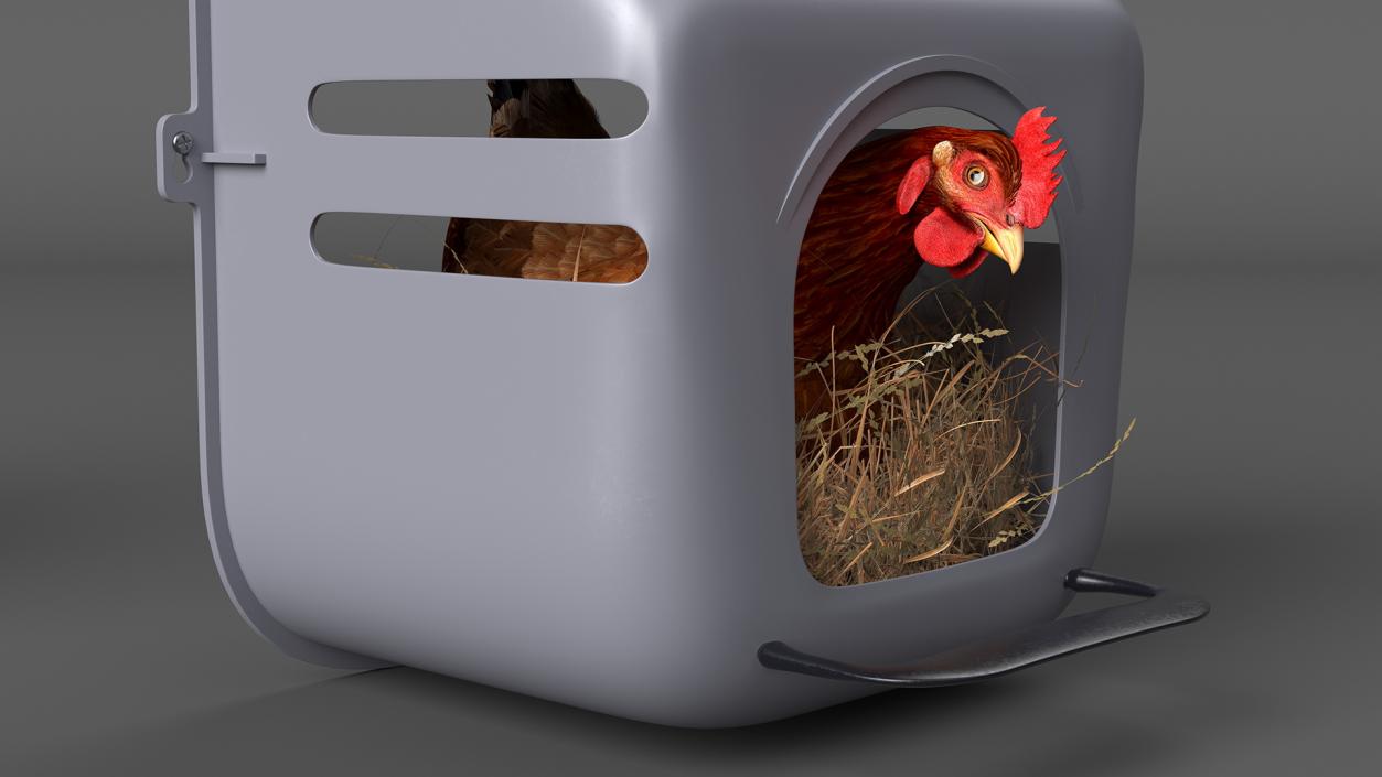 3D Chicken in Wall Mount Nesting Nest Box model