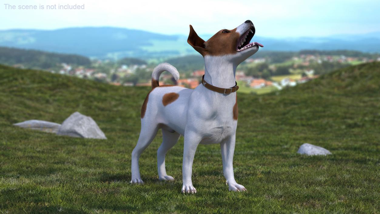 Spotted Jack Russell Terrier Fur Rigged 3D model