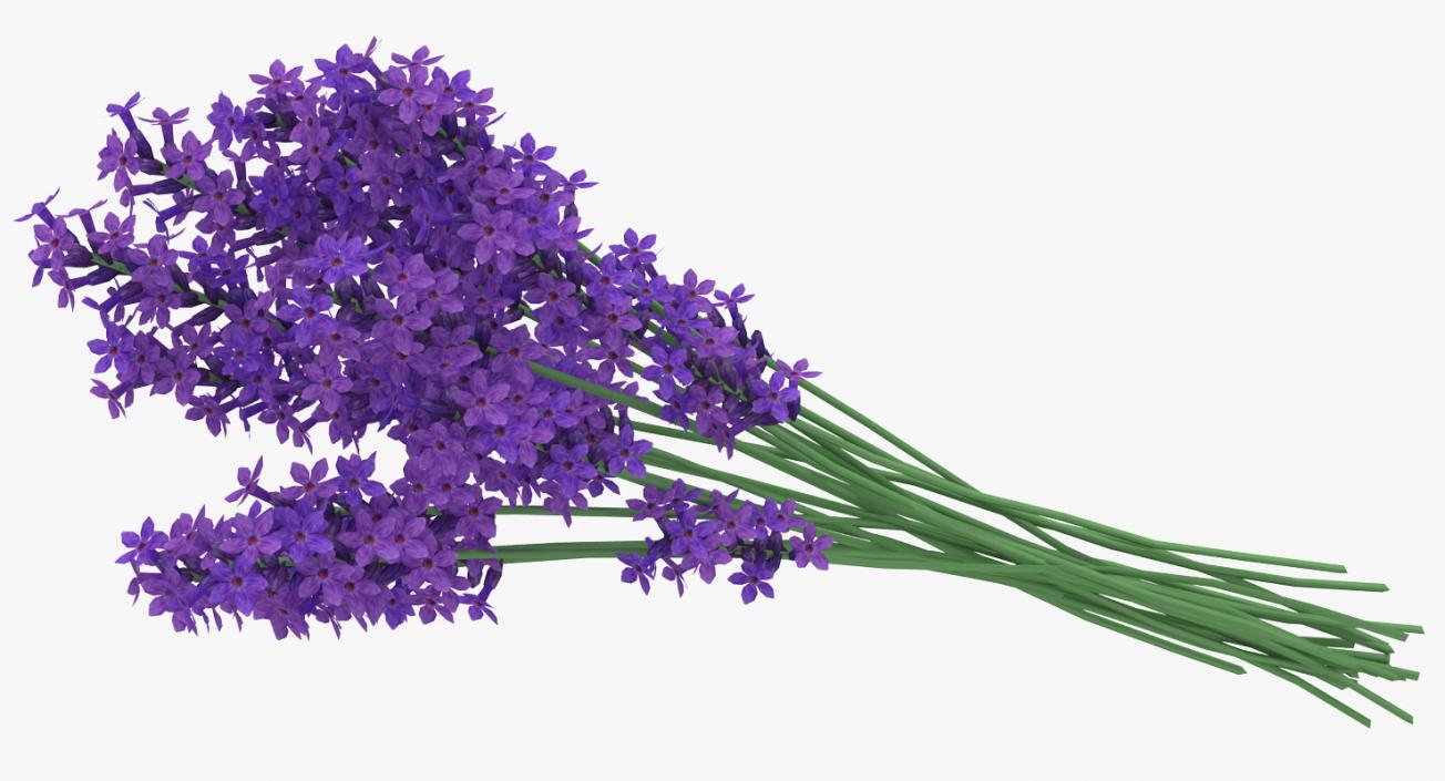 3D Lavender in Vase