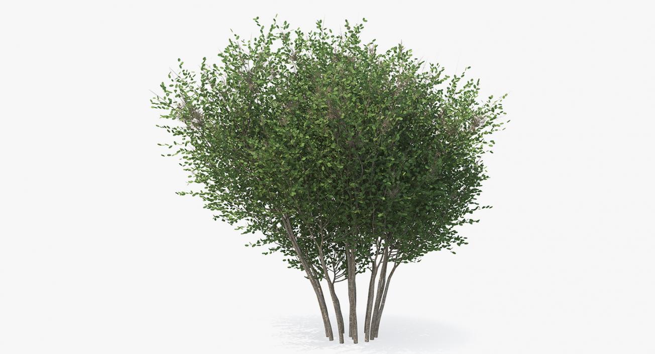 3D model Big Bush