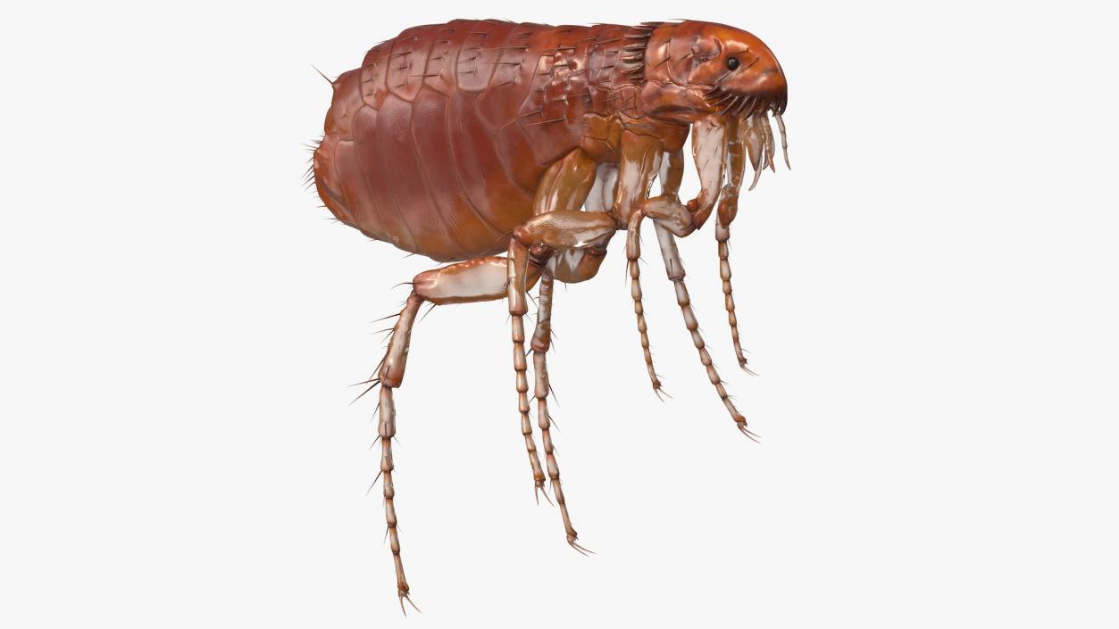 3D Flea Insect