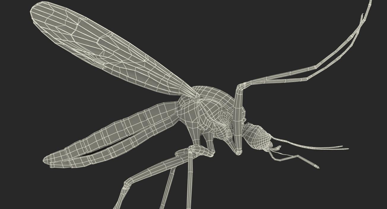 3D Mosquito Flies with Fur model
