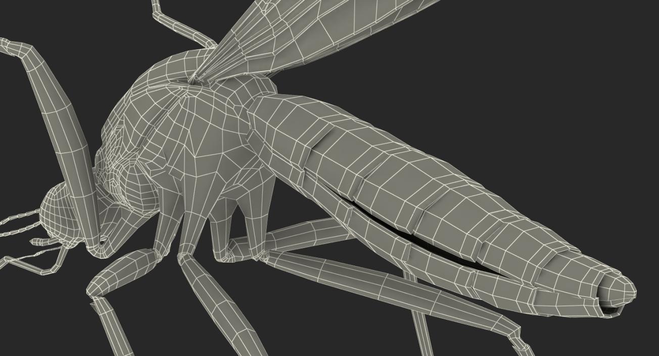 3D Mosquito Flies with Fur model
