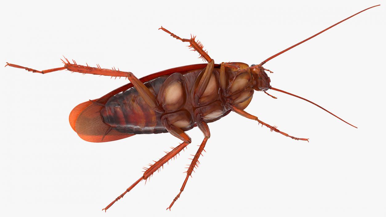 3D Animated Cockroach Running Rigged model
