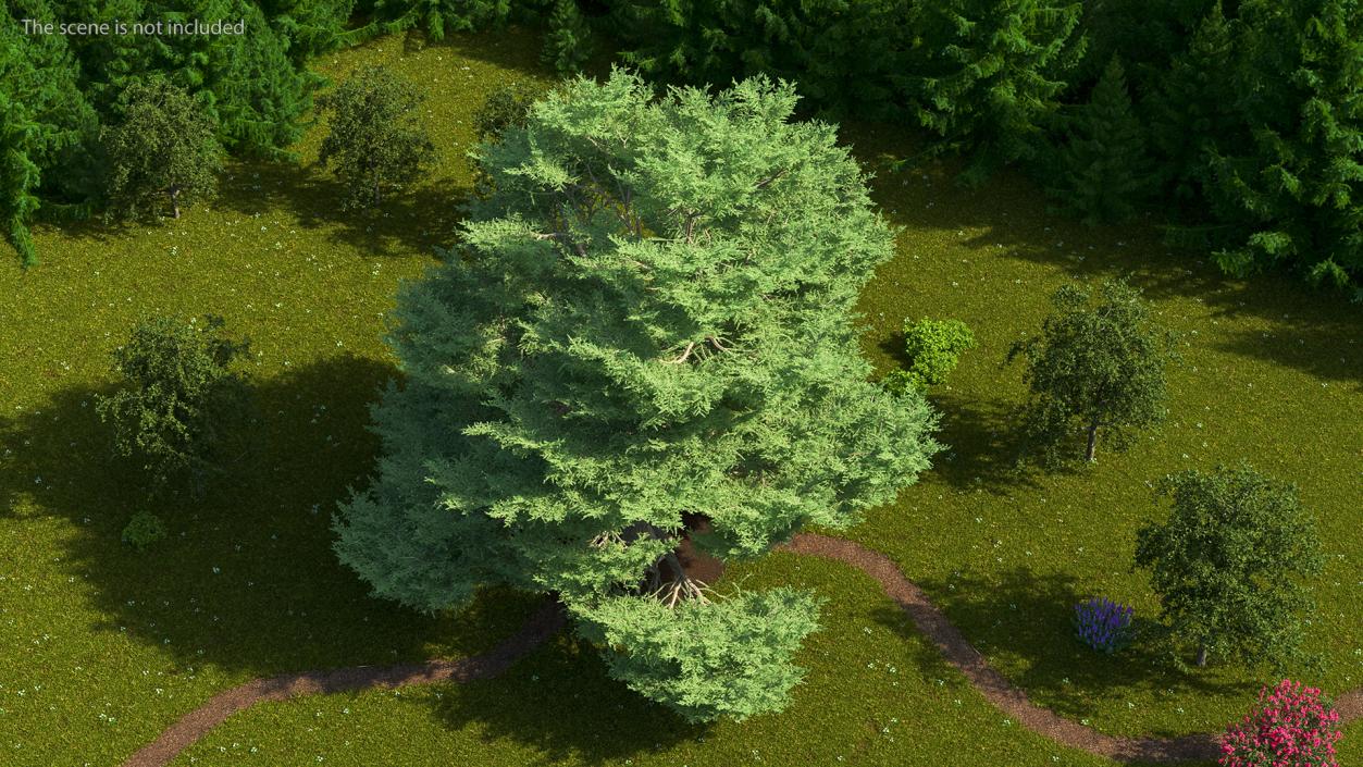 3D Cedrus Libani Big Green Tree model