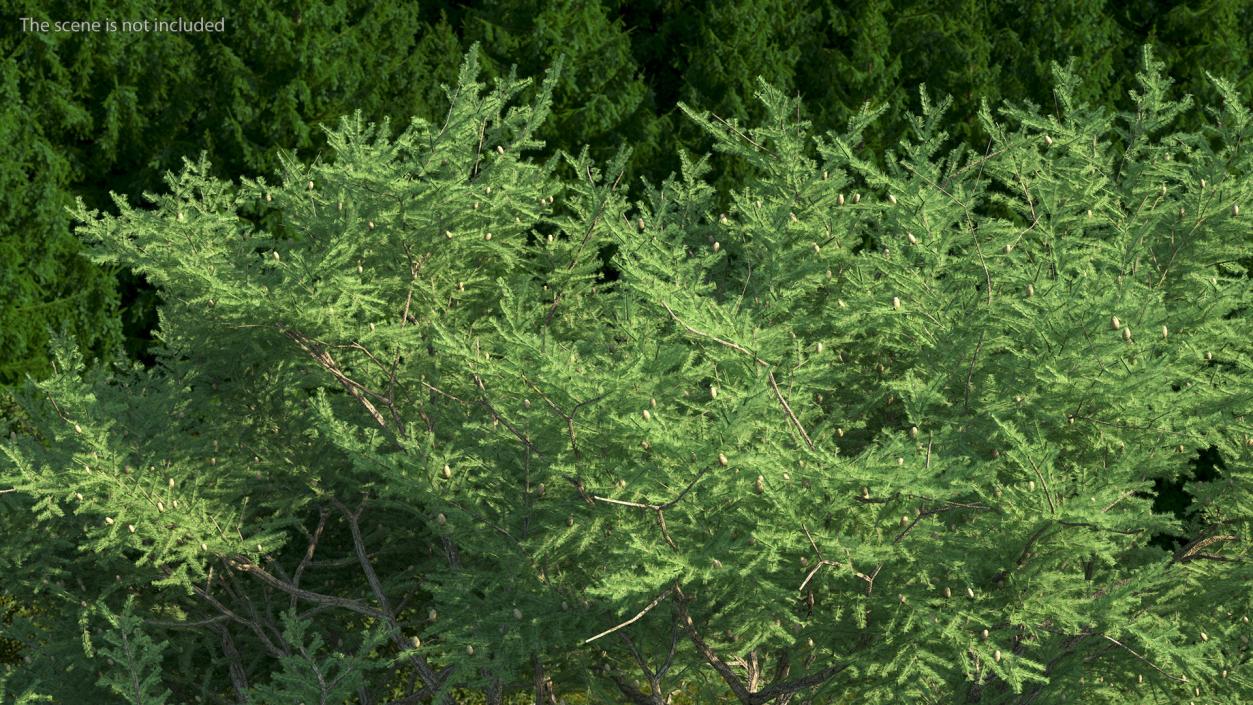3D Cedrus Libani Big Green Tree model