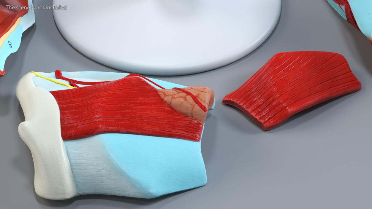 3D model Larynx Medical Model Assembled