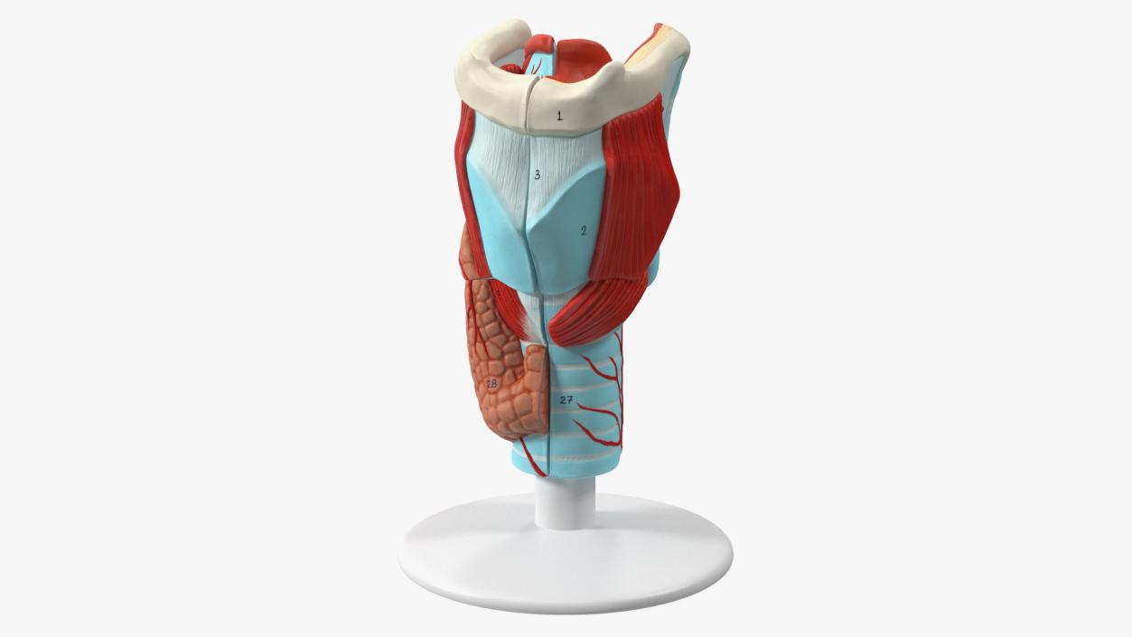 3D model Larynx Medical Model Assembled