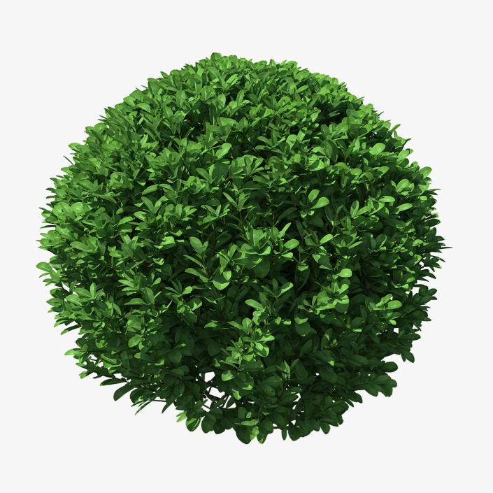 Green Boxwood Shrub 3D model