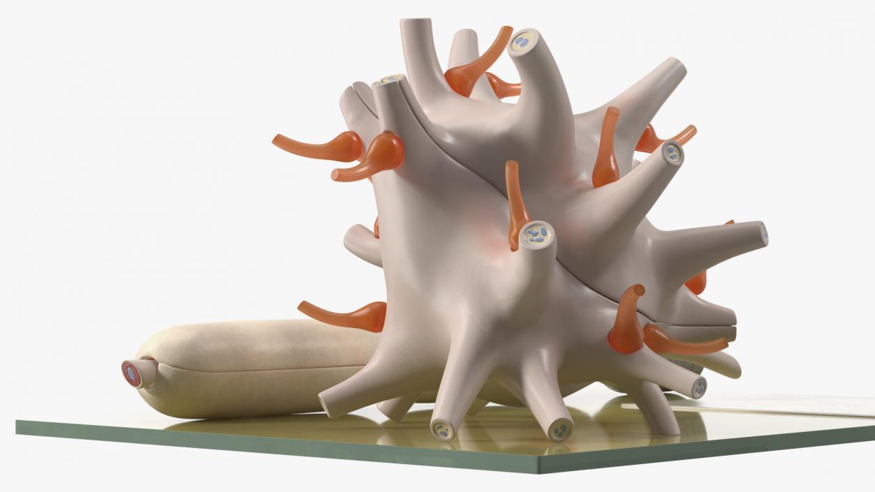 Human Neuron Model on Stand 3D