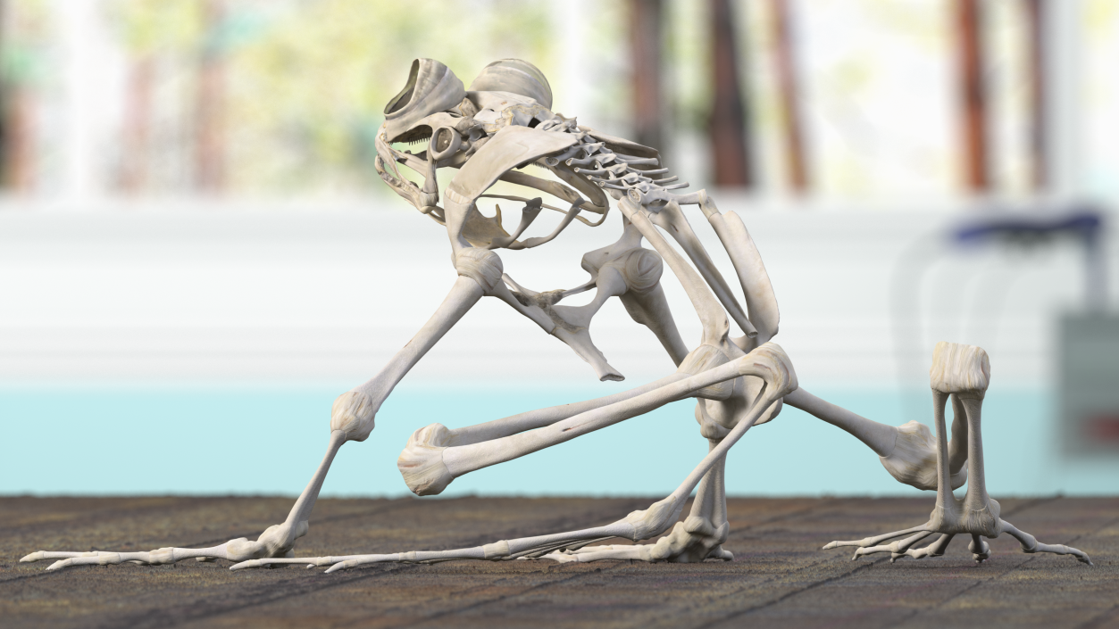 3D Frog Skeleton model