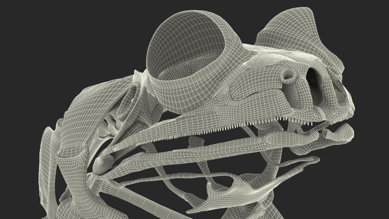 3D Frog Skeleton model