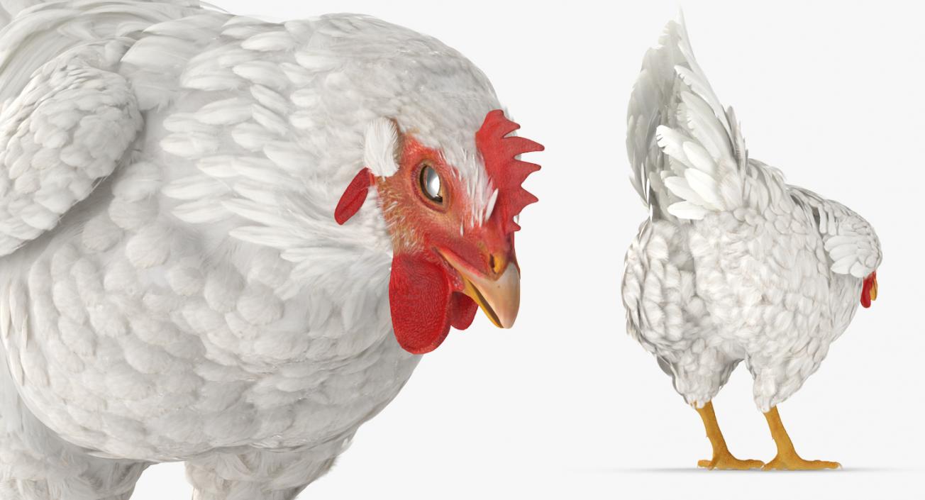 3D model White Chicken Eating Pose