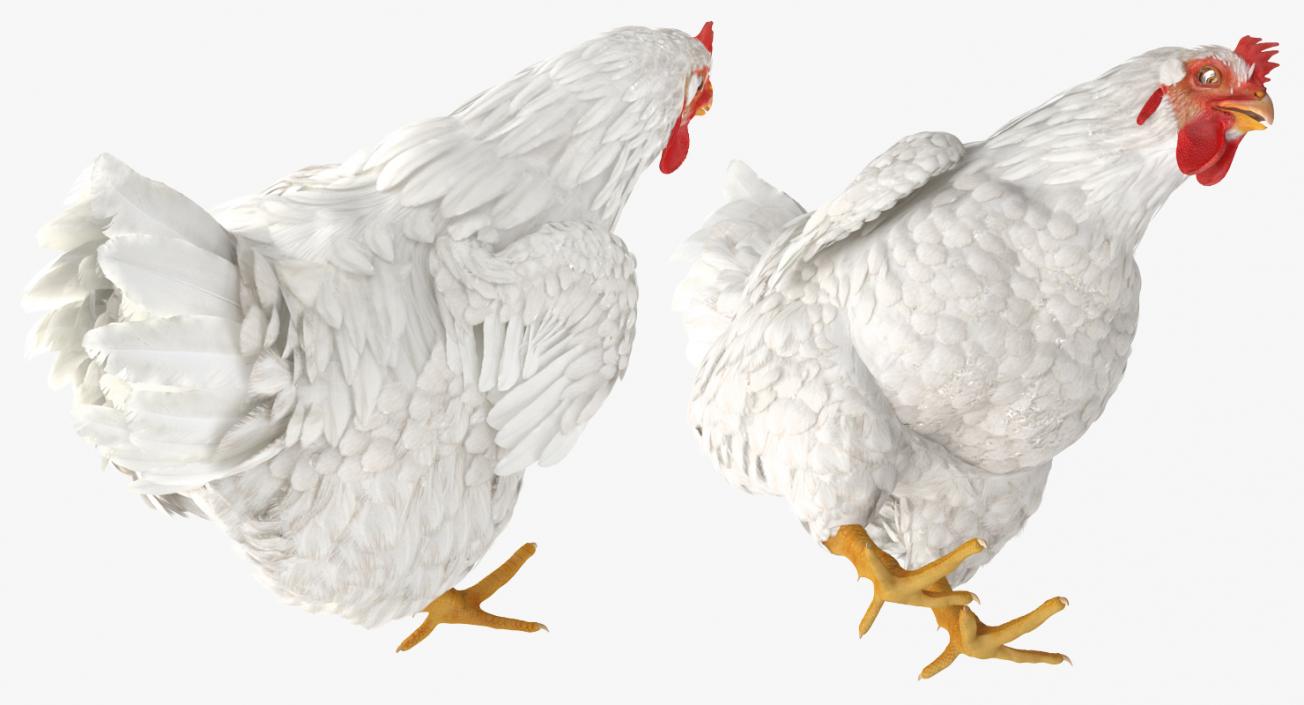 3D model White Chicken Eating Pose