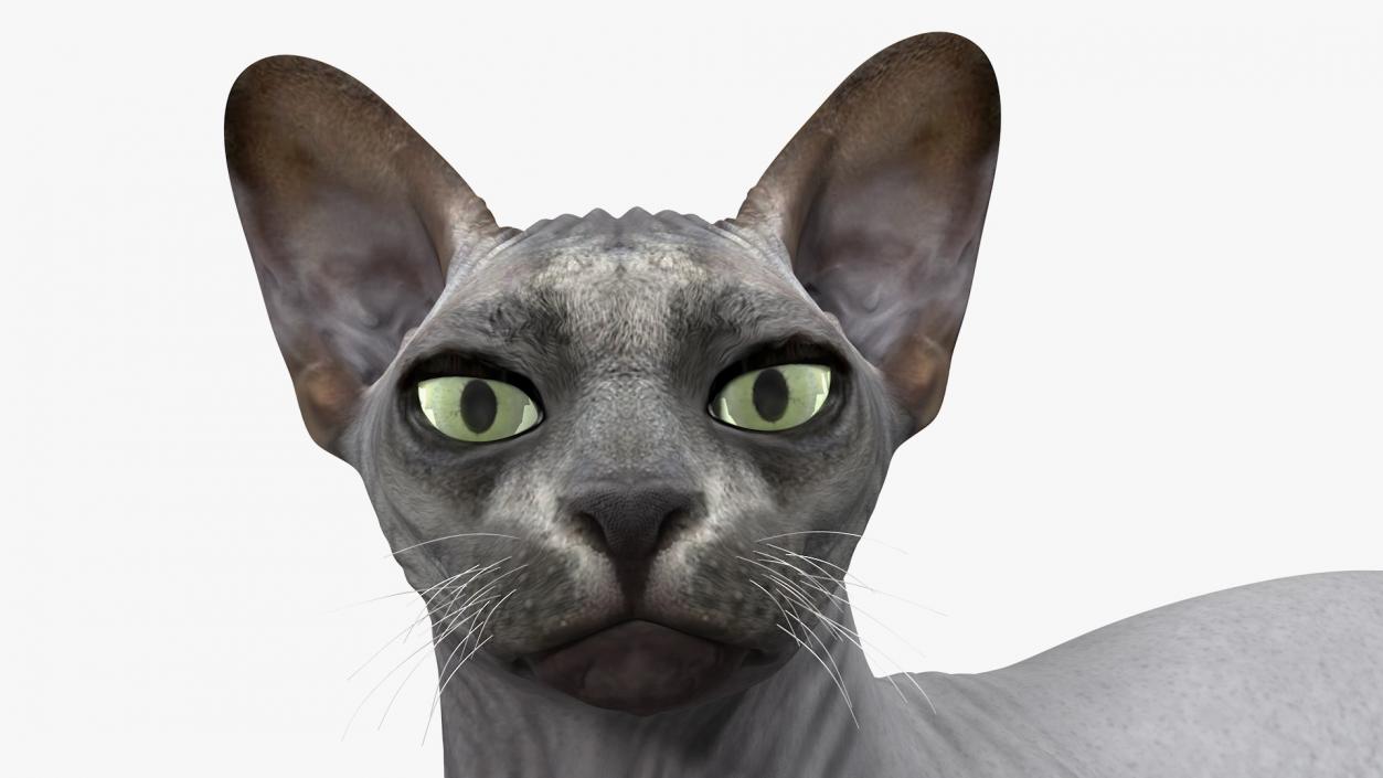 Sphynx Cat Black Lying Pose 3D
