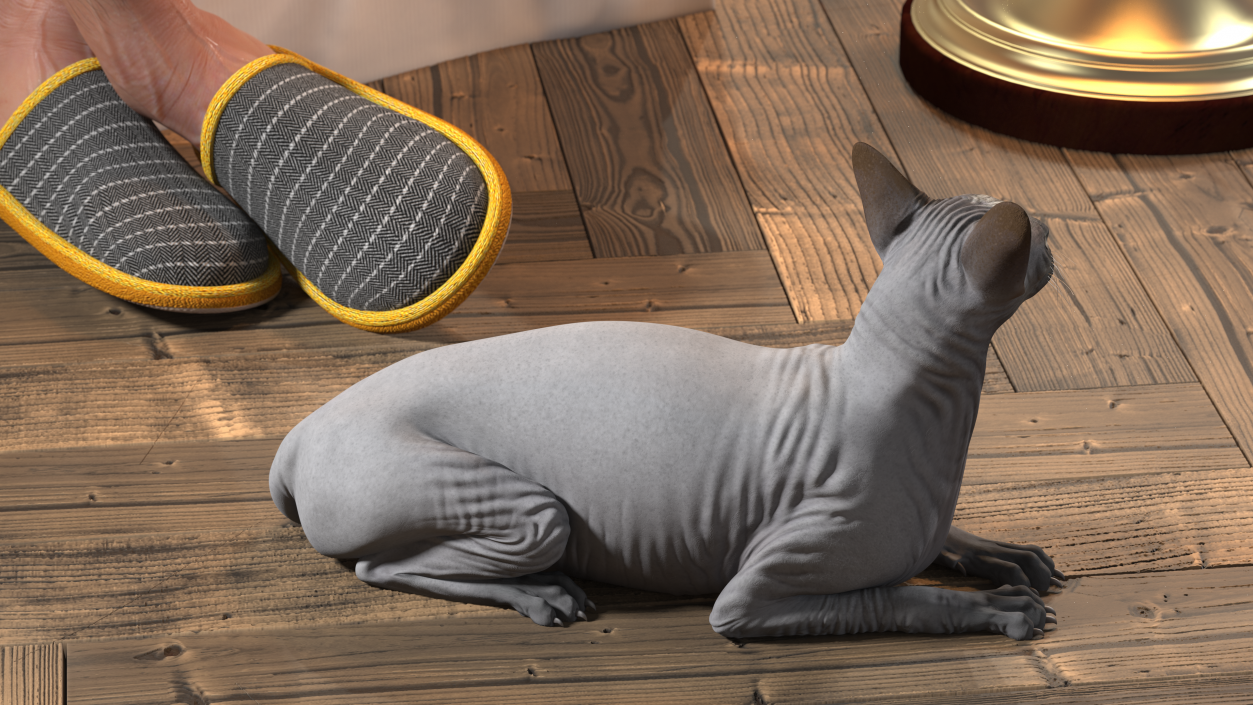Sphynx Cat Black Lying Pose 3D