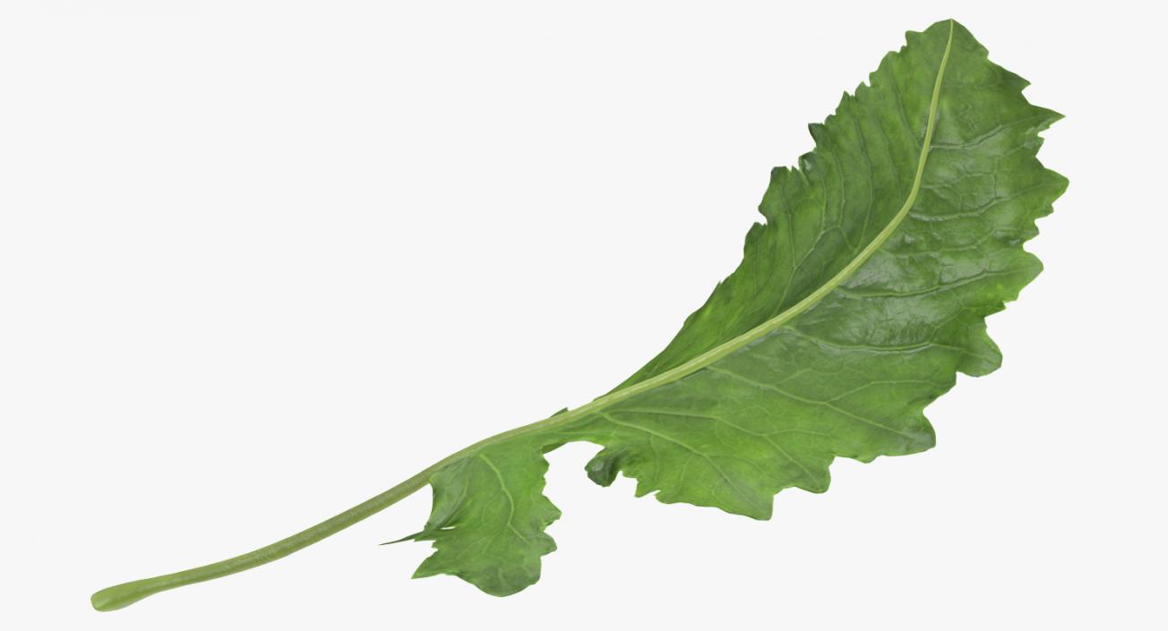 3D Kohlrabi Leaf model